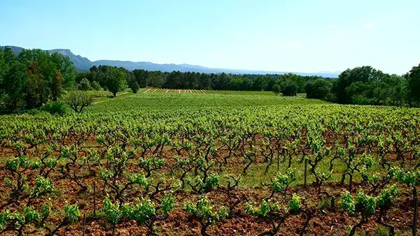 Domaine du Vallon Noir, photo 1