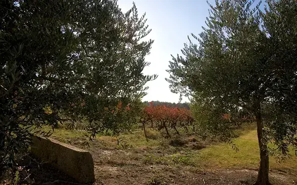 Domaine du Val Dernier, photo 1