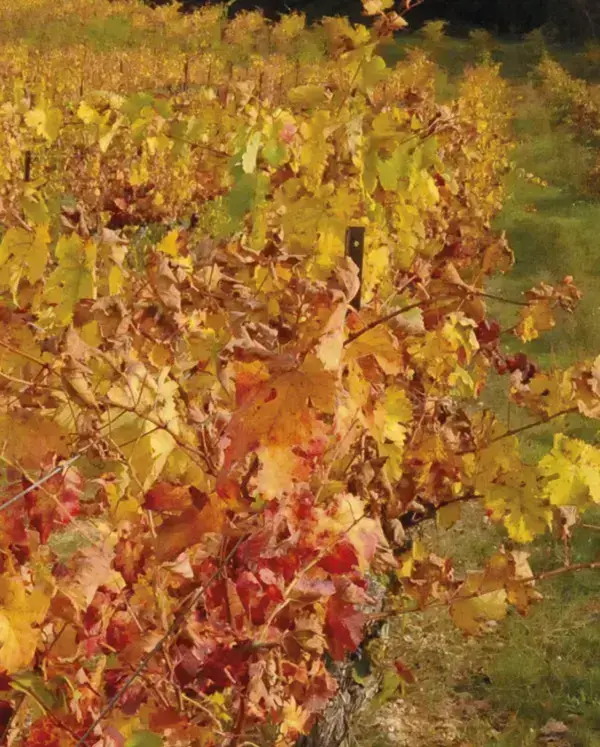 Domaine Grand Callamand, photo 1