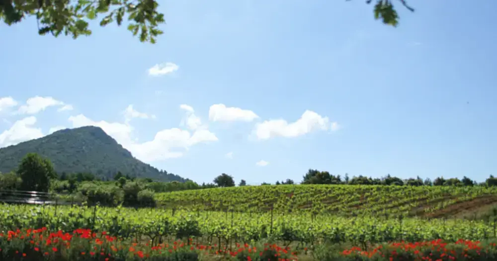 Domaine de Villemus, photo 1