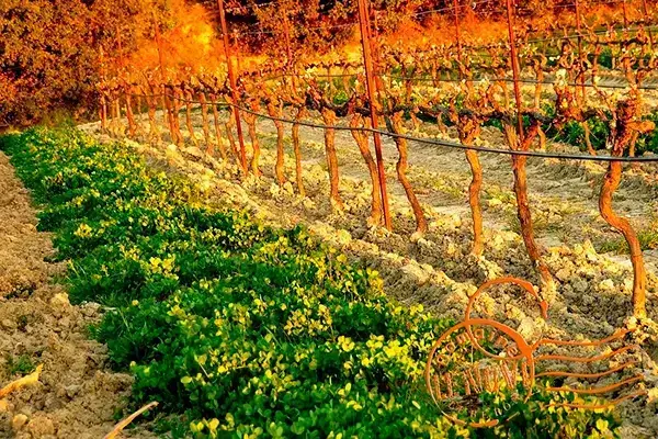 Domaine le Novi, photo 1