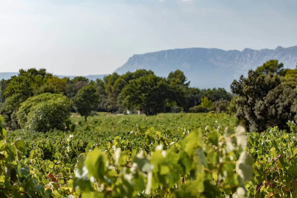 Les Vignerons du Baou, photo 1
